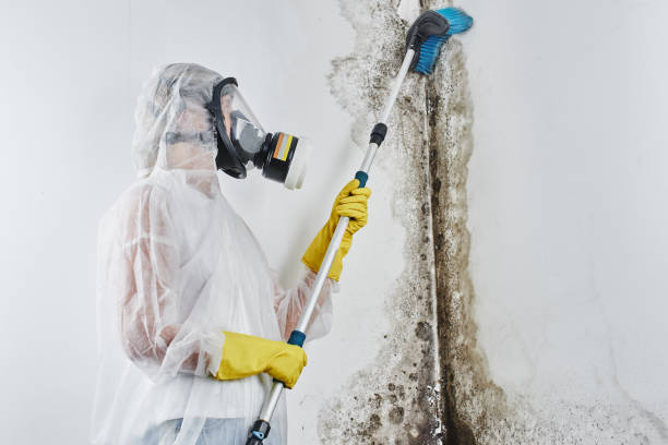 Best Attic Mold Removal  in Uintah, UT
