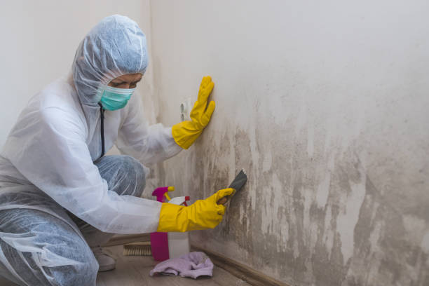 Best Local Mold Removal Service  in Uintah, UT