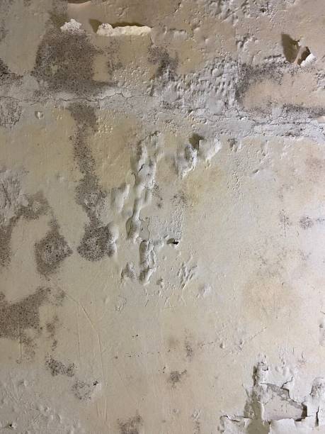 Best Toxic Mold Removal  in Uintah, UT
