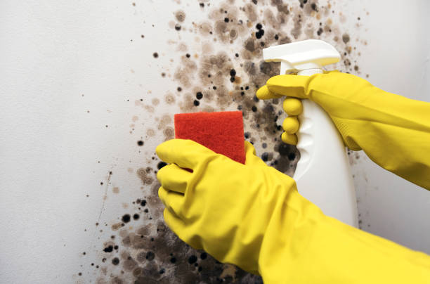 Best Mold Damage Repair  in Uintah, UT