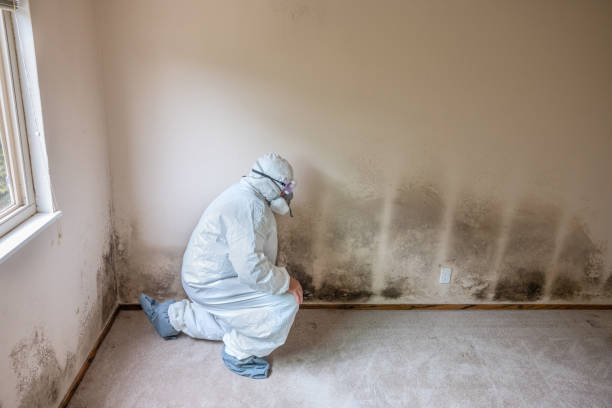 Best Local Mold Removal Service  in Uintah, UT