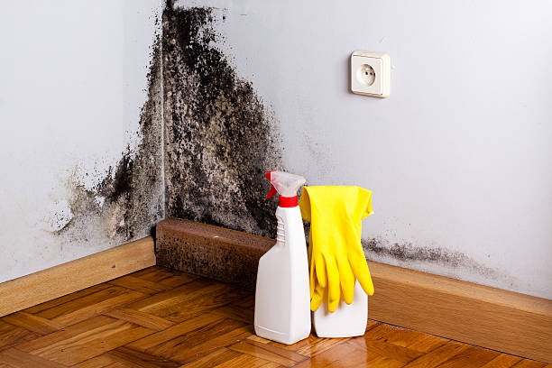 Best Crawl Space Mold Removal  in Uintah, UT