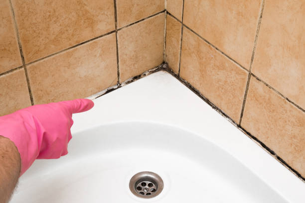 Mold Testing and Removal in Uintah, UT