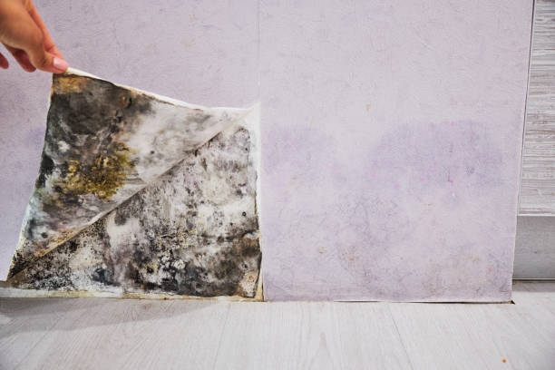 Best Best Mold Removal Companies  in Uintah, UT
